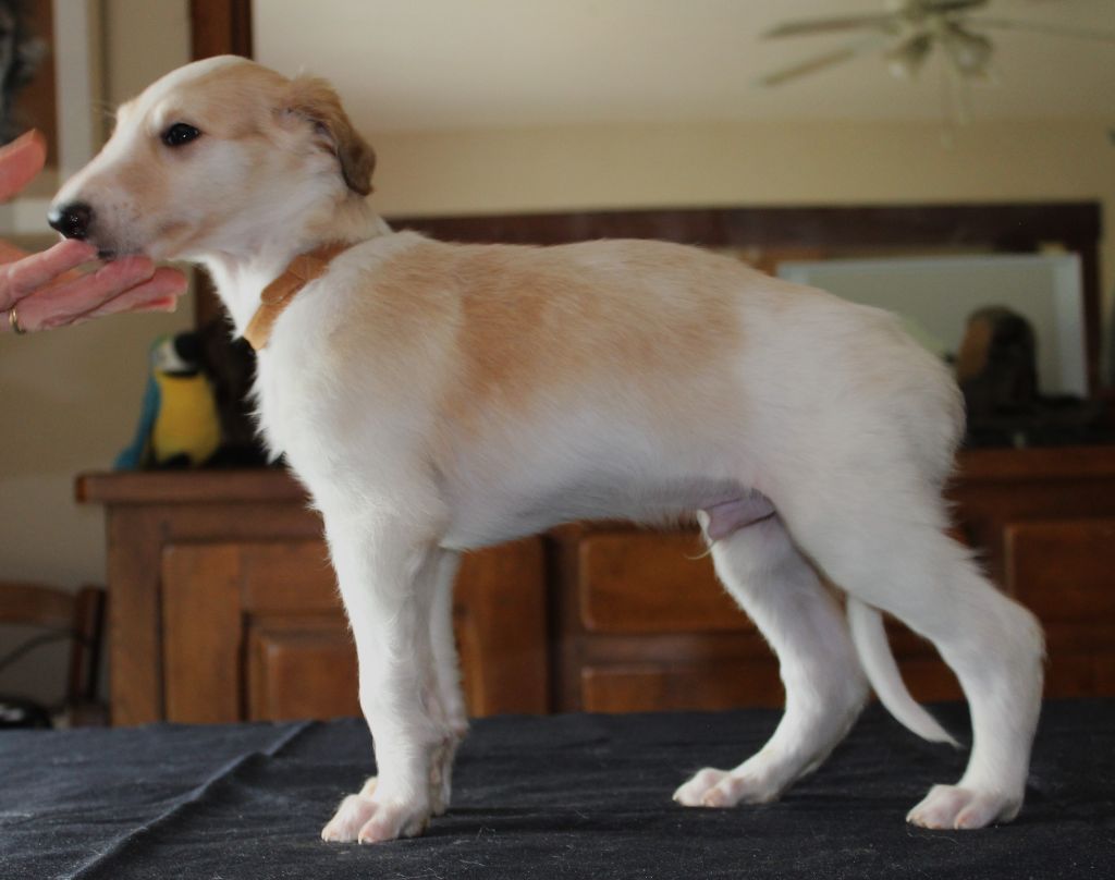 du Clos Vremontois - Chiot disponible  - Barzoi