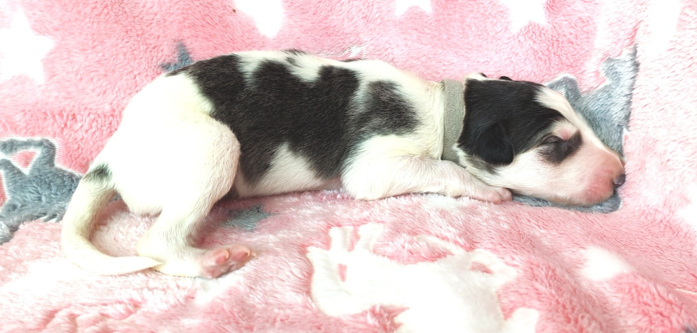 du Clos Vremontois - Chiots disponibles - Barzoi