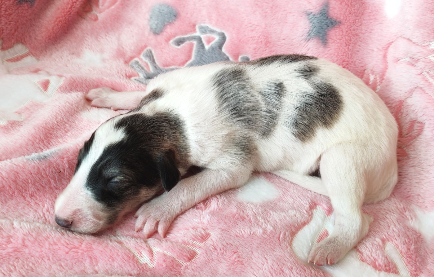 du Clos Vremontois - Chiots disponibles - Barzoi