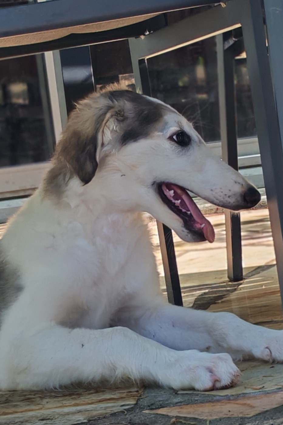 du Clos Vremontois - Chiots disponibles - Barzoi