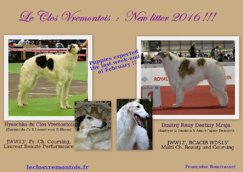 Chiot Barzoi du Clos Vremontois
